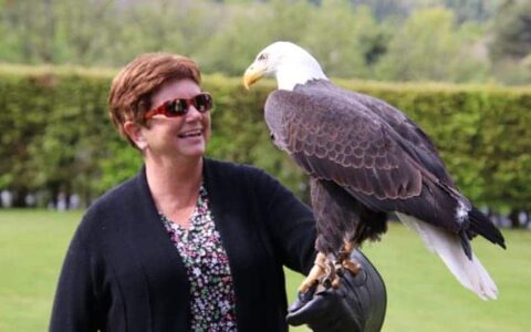 Bald eagle rests on a woman's gloved hand in a falconry demonstration during the Classic Ireland River Cruise.