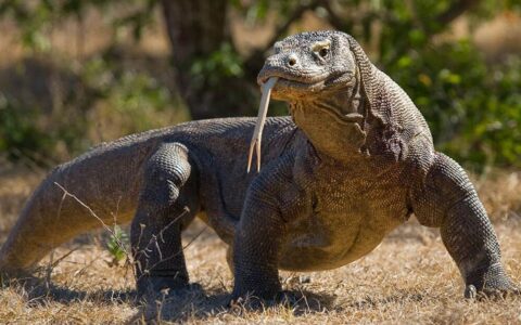 large komodo dragon standing on dry ground with trees in the background with its forked tongue sticking out