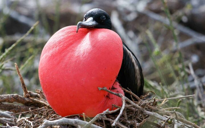 galapagos frigatebird with red sack below beak ballooned while sitting on its nest
