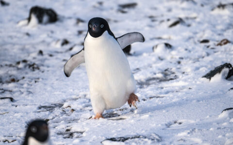 Adelie penguin with blue eyes, black back & white belly holds wings out & walks among snow, rocks & other penguins in Antarctica.