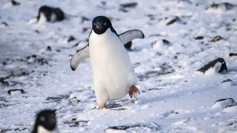 Adelie penguin with blue eyes, black back & white belly holds wings out & walks among snow, rocks & other penguins in Antarctica.