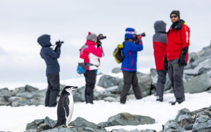 Antarctica travelers stand on snow & take photos as penguin is nearby on a Bellingshausen Sea cruise with helicopters.