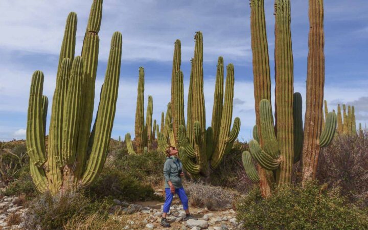 woman adventure traveler in baja california looking up at cacti in the desert on a sunny day