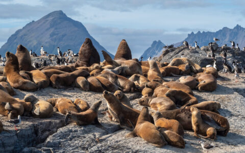 A colony of South American sea lions on small islets in Lapataya Bay, Tierra del Fuego, Argentina.