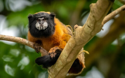 Ecuador Amazon Adventure – Napo Wildlife Center photo 5