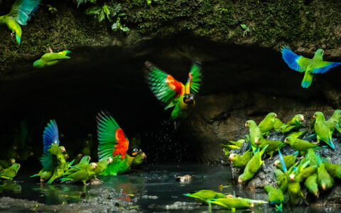 Ecuador Amazon Adventure – Napo Wildlife Center photo 2