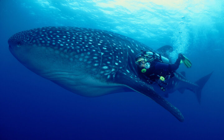 Diver in black wetsuit with yellow regulator swims beside giant spotted whaleshark in dark blue waters on Galapagos Sky dive.