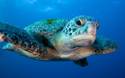 Sea turtle spreads its fins and swims toward the camera in clear blue water during a Galapagos Sky liveaboard dive cruise.