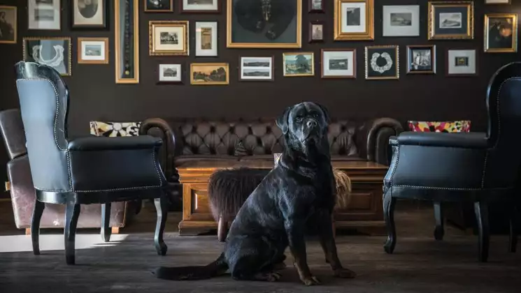 Black lab dog sits by dark wingback chairs & dark leather couch under many framed pictures in lounge at Hotel Budir in Iceland.