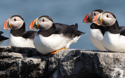 4 puffins with orange beaks, white bellies & black backs sit on gray rock in the sun, seen on the Iceland's Wild West tour.