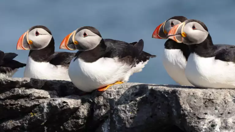 4 puffins with orange beaks, white bellies & black backs sit on gray rock in the sun, seen on the Iceland's Wild West tour.