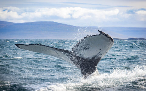 Large whale tail with white underside rises above choppy blue sea on a cloudy day of the Iceland's Wild West tour.