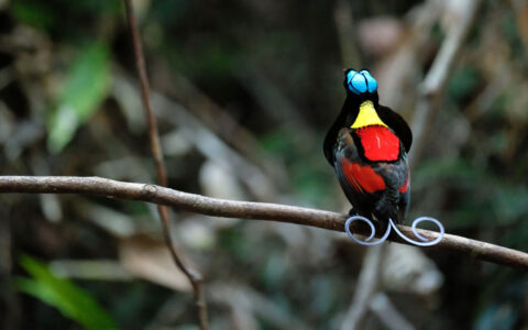 Wilson's Bird of Paradise with blue, yellow, red & black feathers & split, curling tail sits on branch during a Raja Ampat cruise.
