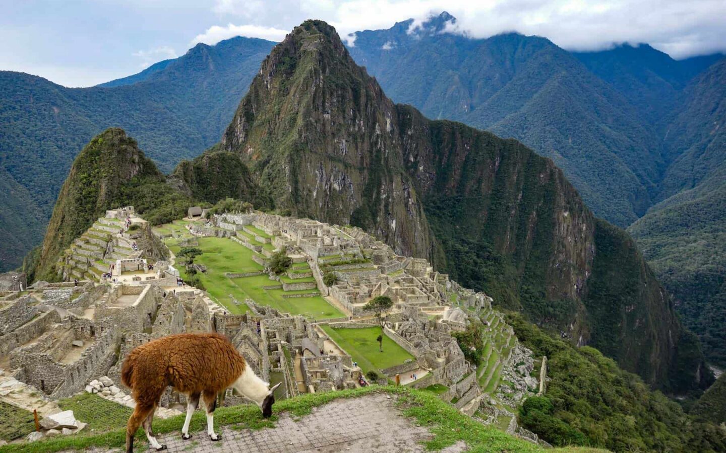 llama grazing in the foreground with Machu Picchu and Inca ruins in the distance on an overcast day