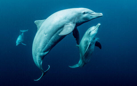 Trio of dolphins swim just beneath the water's surface during a Raja Ampat sailing cruise.