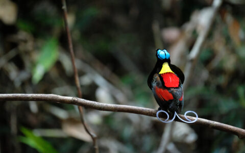 Wilson's Bird of Paradise with blue, yellow, red & black feathers & split, curling tail sits on branch during a Raja Ampat cruise.