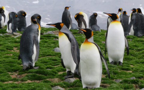 Group of king penguins with white bellies, orange & yellow collars & silver backs stand in green grass on South Georgia.
