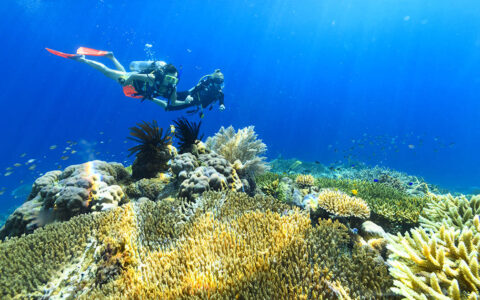 Two divers survey colorful yellow coral in bright blue waters during the Spice Islands & Raja Ampat small ship cruise in Indonesia.