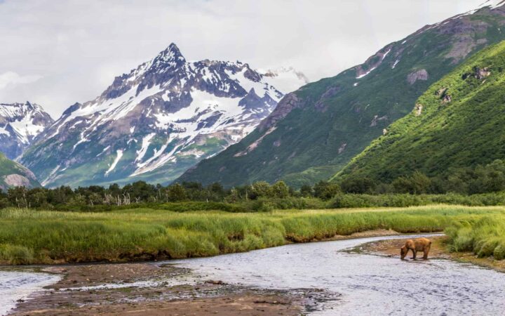view from an adventure trip of a bear drinking at a stream with huge mountains in the background