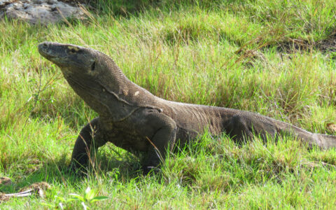 Komodo dragon with rust-colored scales stands atop grassy field, seen on the Whale Sharks, Corals & Komodo Dragons cruise.
