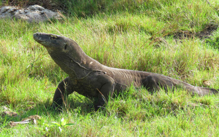 Komodo dragon with rust-colored scales stands atop grassy field, seen on the Whale Sharks, Corals & Komodo Dragons cruise.