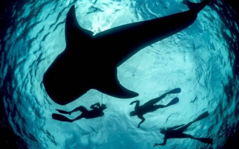View from underwater below 3 snorkelers swimming beside large whale shark in teal water during an Indonesian sailing cruise.