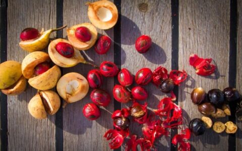 Local fruit and spices from the Indonesian islands on a wooden table