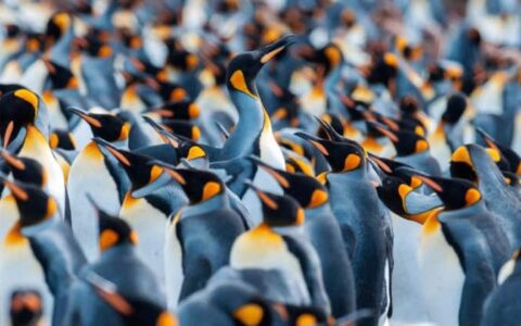 A rookery of penguins in Antarctica, as seen with the spirit of shackleton aboard expedition cruise