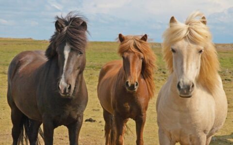 icelandic horses with wind brushing their hair aside stand on the tundra in iceland
