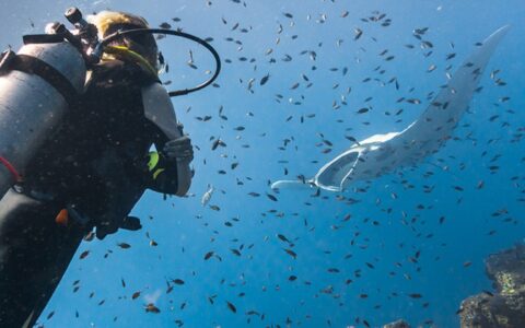 Diver floats beside an oceanic manta ray as it preys on a school or small silver fish on the Aqua Blu Raja Ampat dive cruise in Indonesia.