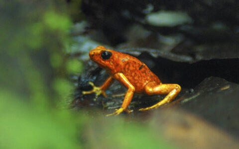 red and orange frog sitting on a rock in the jungle in ecuador
