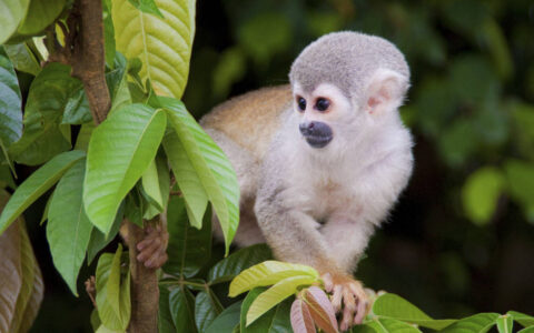 squirrel monkey perched on a tree branch and surrounded by green leaves in the ecuadorian jungle
