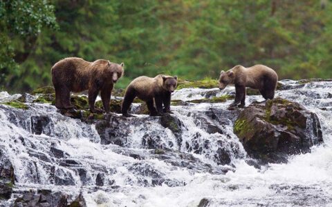 Seen from an Alaska cruise, three brown bears stand on rocks in the middle of a river flowing through a green forest in Alaska.