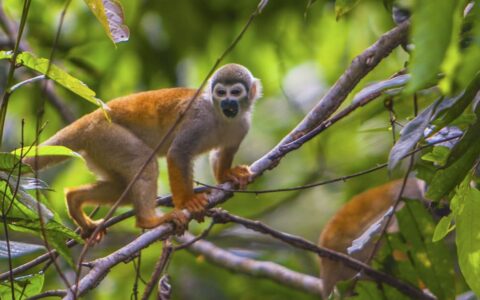 Monkey in a tree in the ecuadorian jungle
