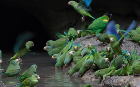 twenty green parrots get water in the clay as they splash around with their yellow beaks and blue wings