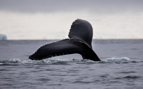 Dark whale tail peeks out of calm water with an iceberg in the distance, seen on the Antarctic Peninsula Aboard Expedition cruise.
