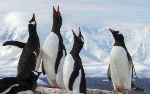 group of gentoo penguins with their beaks in the air in front of snowy mountains in antarctica