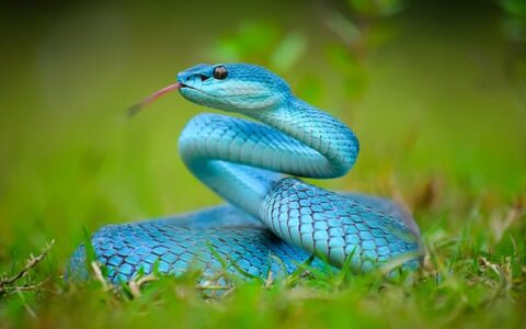 Blue pit viper stretching up from bright green grass as seen on the Aqua Blu Komodo National Park Indonesia Cruise.