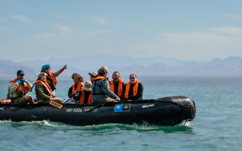 Channel Islands cruise guests with orange PFDs on enjoy a Zodiac cruise in calm water on a sunny day.