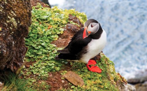 A Circumnavigation of Iceland photo 4