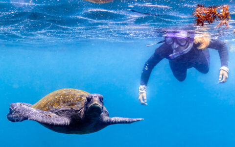 Snorkeler on an Evolution Galapagos cruise swims along the water's surface beside a sea turtle in calm, clear conditions.