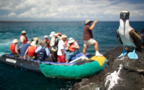 A blue footed bobby bird stands on black lava rock as an inflatable skiff holding cruise passengers dock on land behind it.