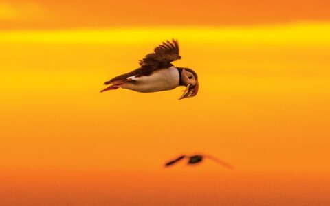 Puffin bird with white body, black wings & orange beak flies with fish in its mouth at sunset on a cruise to Iceland and Greenland.