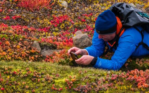 Hiker getting upclose iphone image in an autumn field in West Coast Iceland and the East Coast of Greenland.