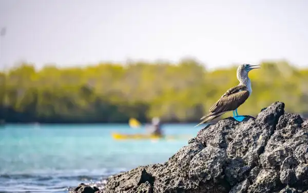A blue footed boobie stands on a rock in the water with kayakers and a mangrove blurred in the background