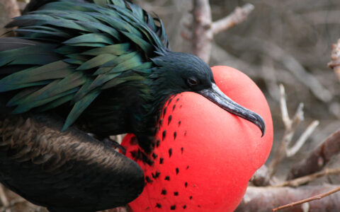 Grace Galapagos Cruises photo 3