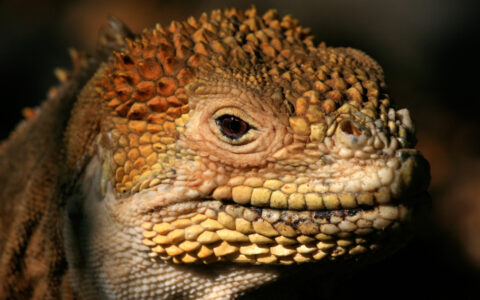 Grace Galapagos Cruises photo 4
