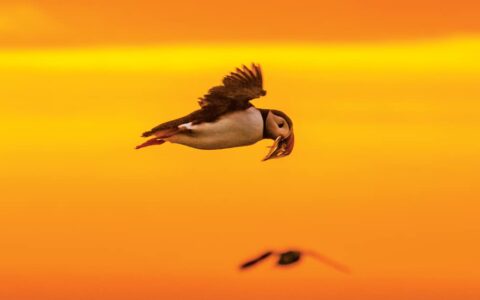 Puffin bird with white body, black wings & orange beak flies with fish in its mouth at sunset on a cruise to Iceland and Greenland.