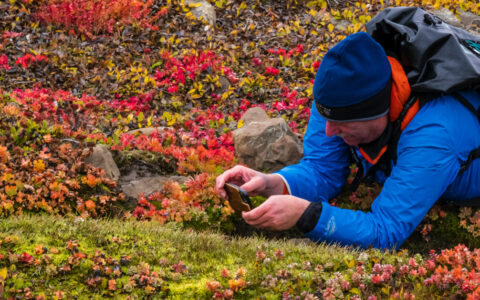 Hiker getting upclose iphone image in an autumn field in West Coast Iceland and the East Coast of Greenland.