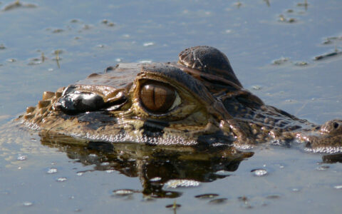 A caiman pokes his head above the water on this Ecuador Amazon Adventure with La Selva Ecolodge one of many animals to see